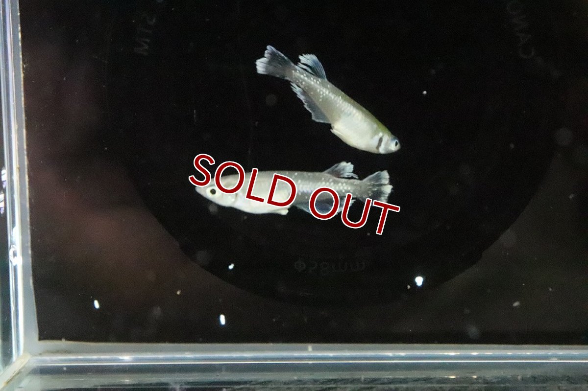 画像5: 【淡水魚】グランブルーメダカ 桃ちゃんめだかブリード【１匹 サンプル画像】(変わりめだか)(生体)(熱帯魚)NKKM (5)