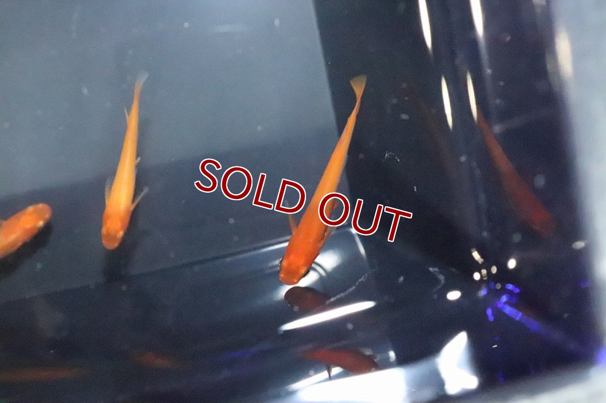 画像2: 【淡水魚】紅亭メダカ Aグレード【１匹 サンプル画像】(変わりめだか)(生体)(熱帯魚)NKKM (2)