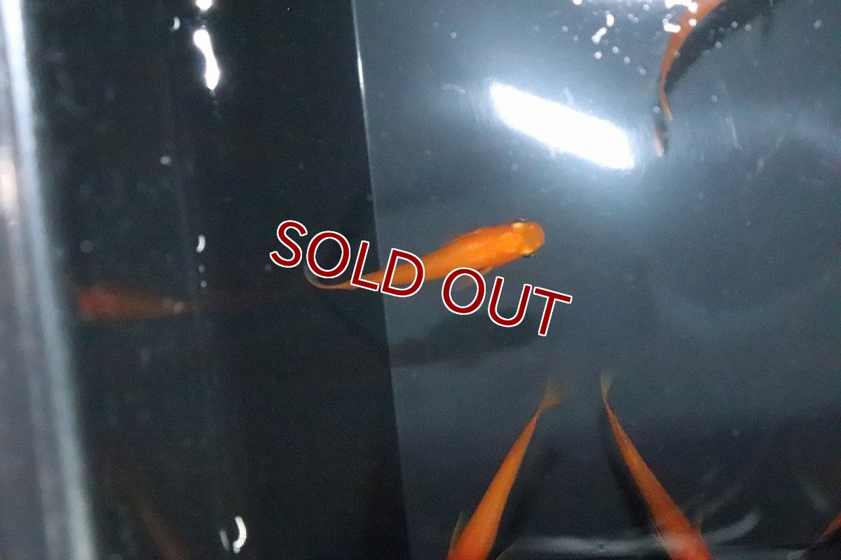 画像3: 【淡水魚】紅亭メダカ Aグレード【１匹 サンプル画像】(変わりめだか)(生体)(熱帯魚)NKKM (3)