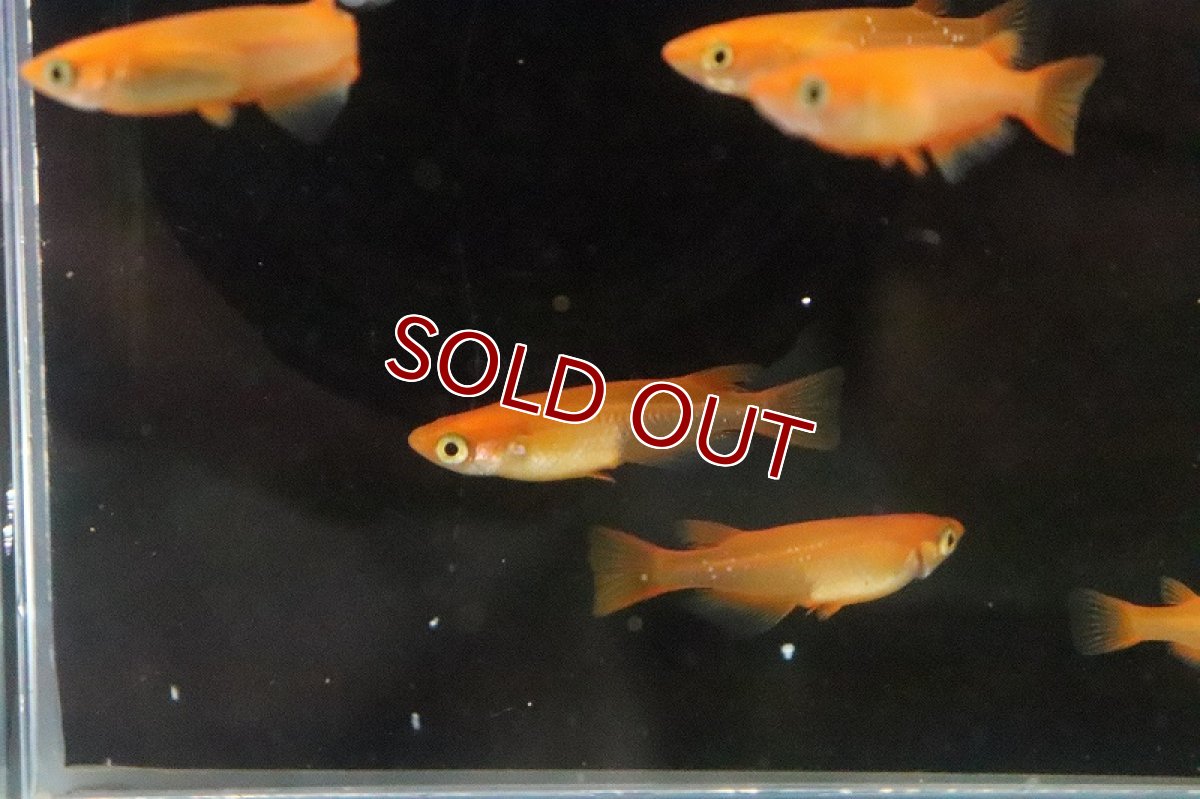 画像4: 【淡水魚】紅亭メダカ Aグレード【１匹 サンプル画像】(変わりめだか)(生体)(熱帯魚)NKKM (4)