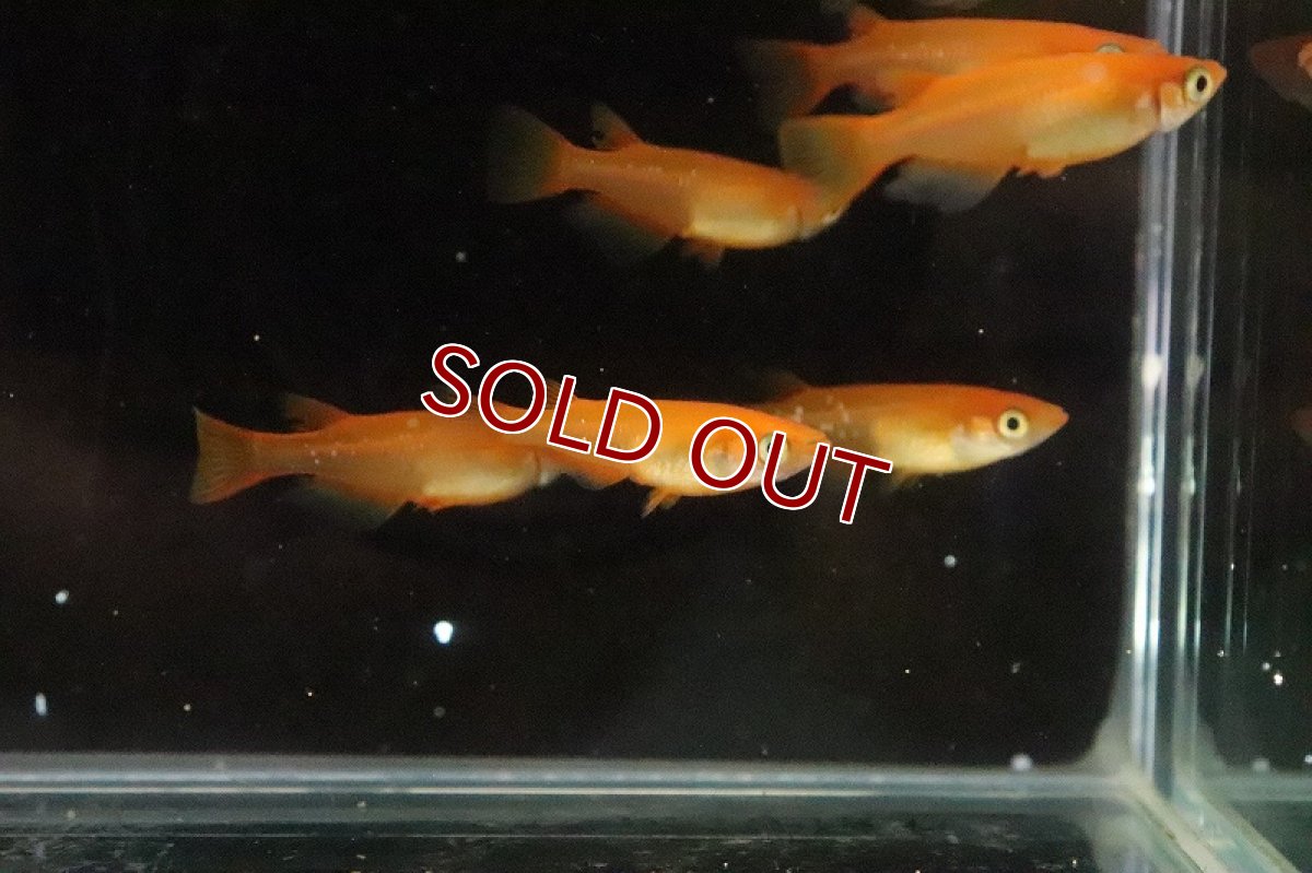 画像5: 【淡水魚】紅亭メダカ Aグレード【１匹 サンプル画像】(変わりめだか)(生体)(熱帯魚)NKKM (5)