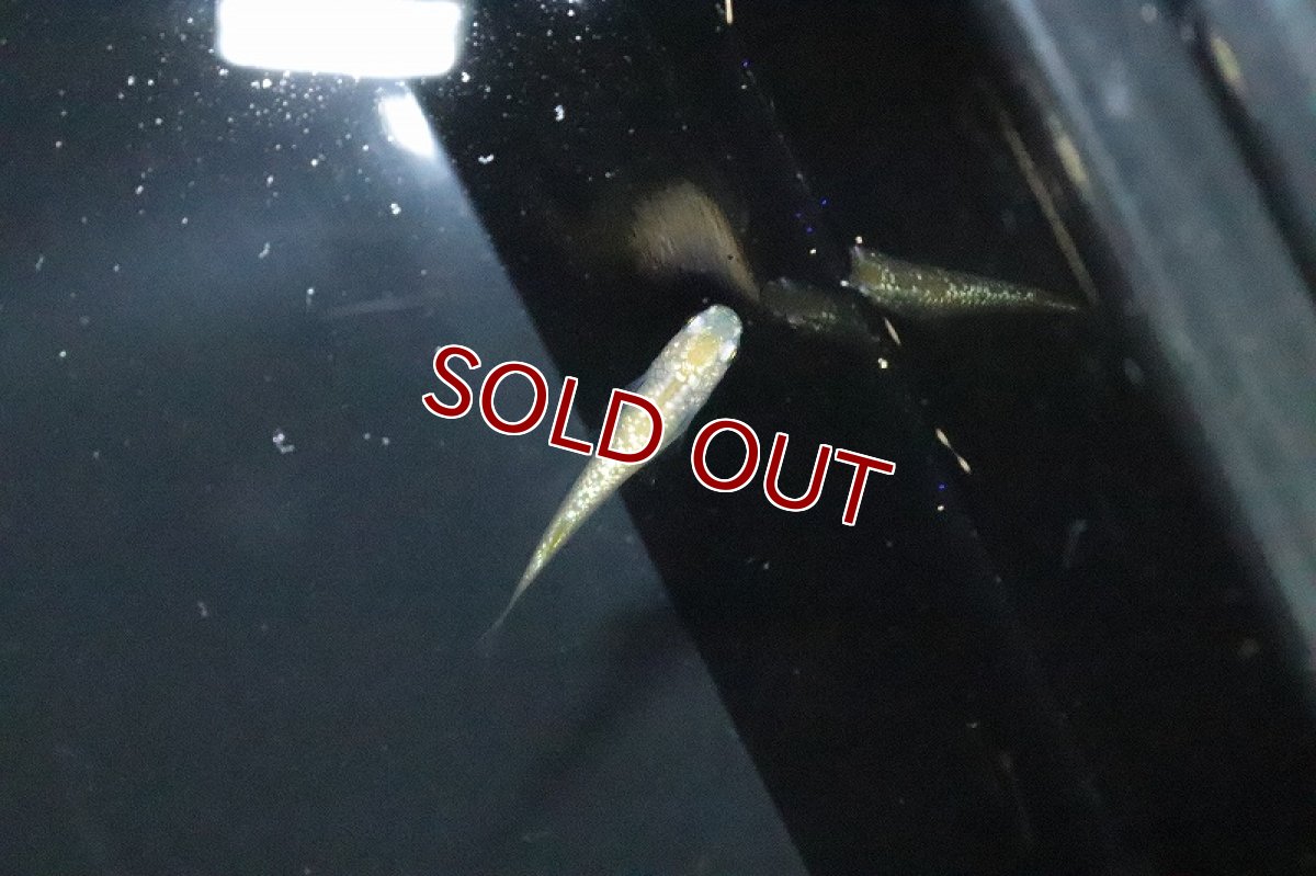 画像2: 【淡水魚】ジュエル アイボリータイプメダカ 武州メダカ直系【１匹 サンプル画像】(変わりめだか)(生体)(熱帯魚)NKKM (2)