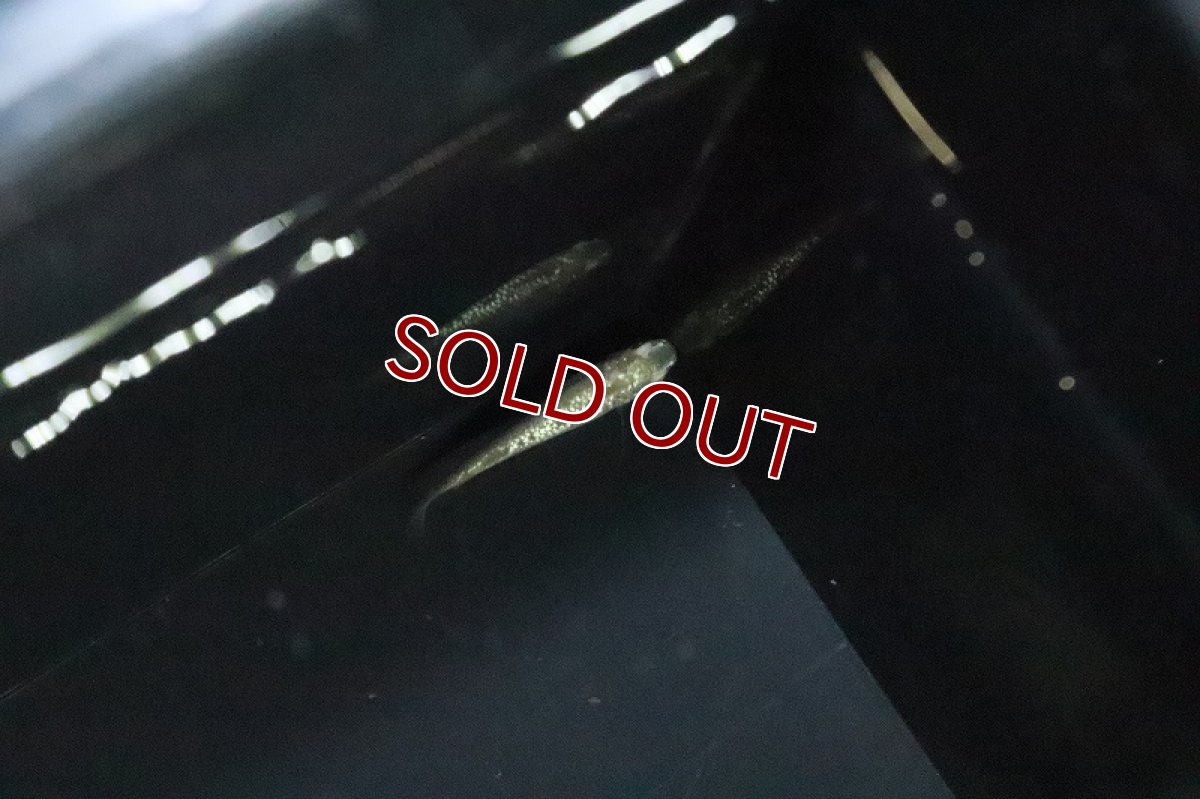 画像3: 【淡水魚】ジュエル アイボリータイプメダカ 武州メダカ直系【１匹 サンプル画像】(変わりめだか)(生体)(熱帯魚)NKKM (3)