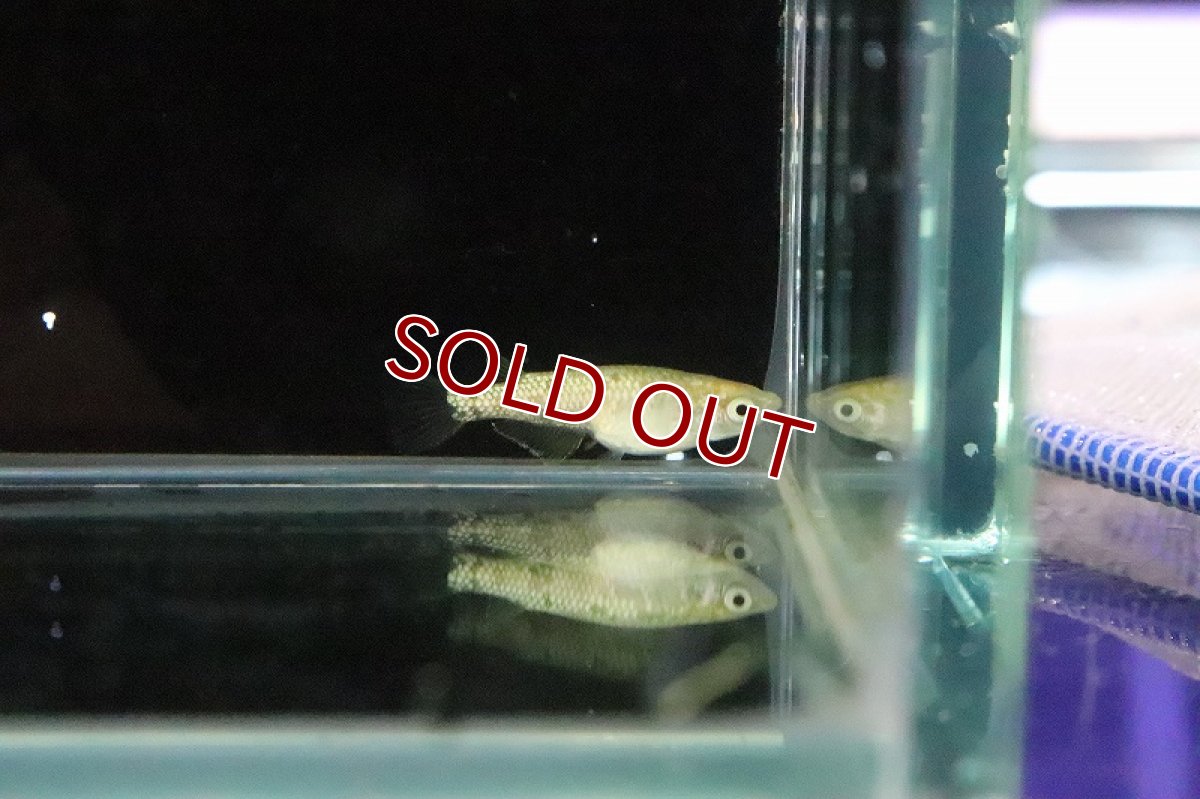 画像4: 【淡水魚】ジュエル アイボリータイプメダカ 武州メダカ直系【１匹 サンプル画像】(変わりめだか)(生体)(熱帯魚)NKKM (4)