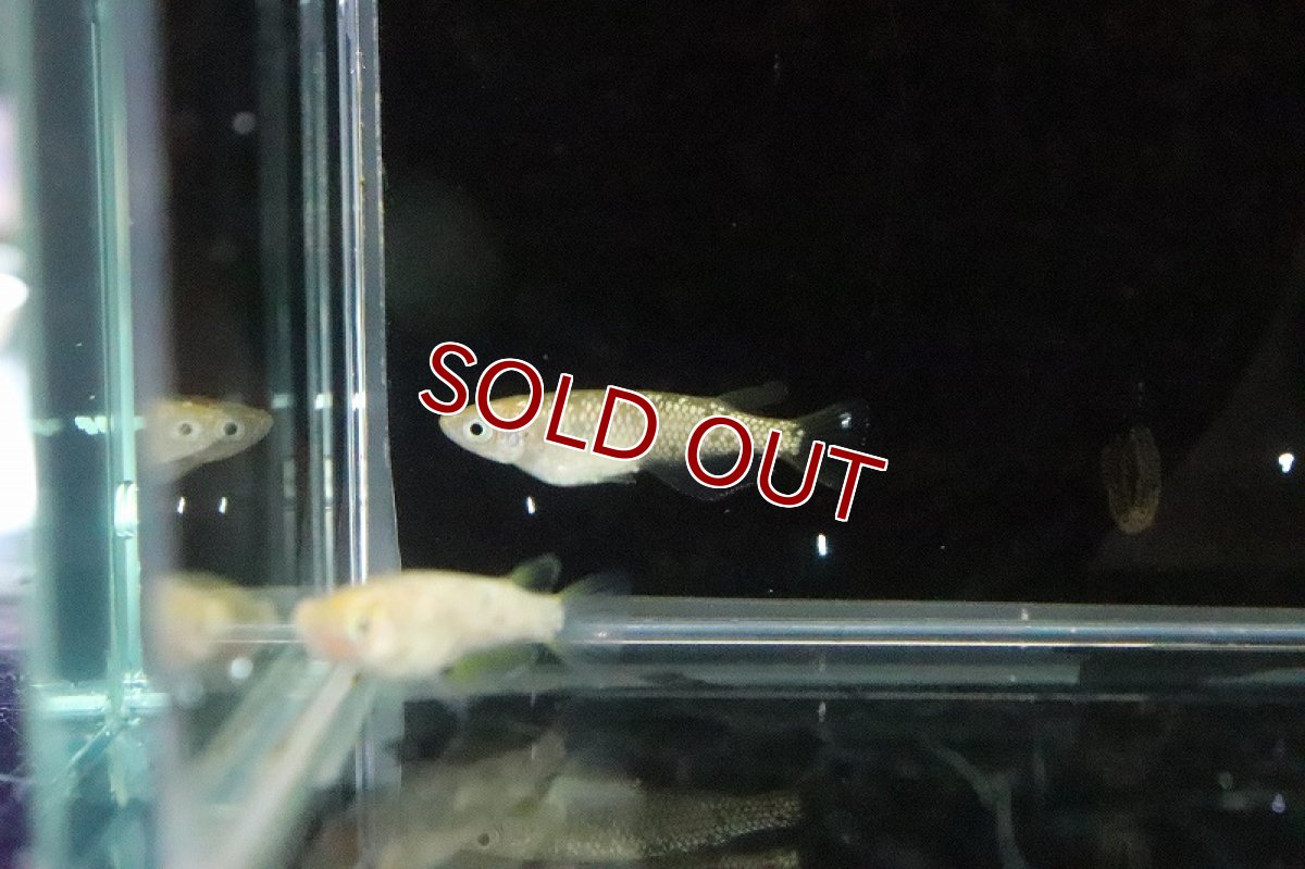 画像5: 【淡水魚】ジュエル アイボリータイプメダカ 武州メダカ直系【１匹 サンプル画像】(変わりめだか)(生体)(熱帯魚)NKKM (5)