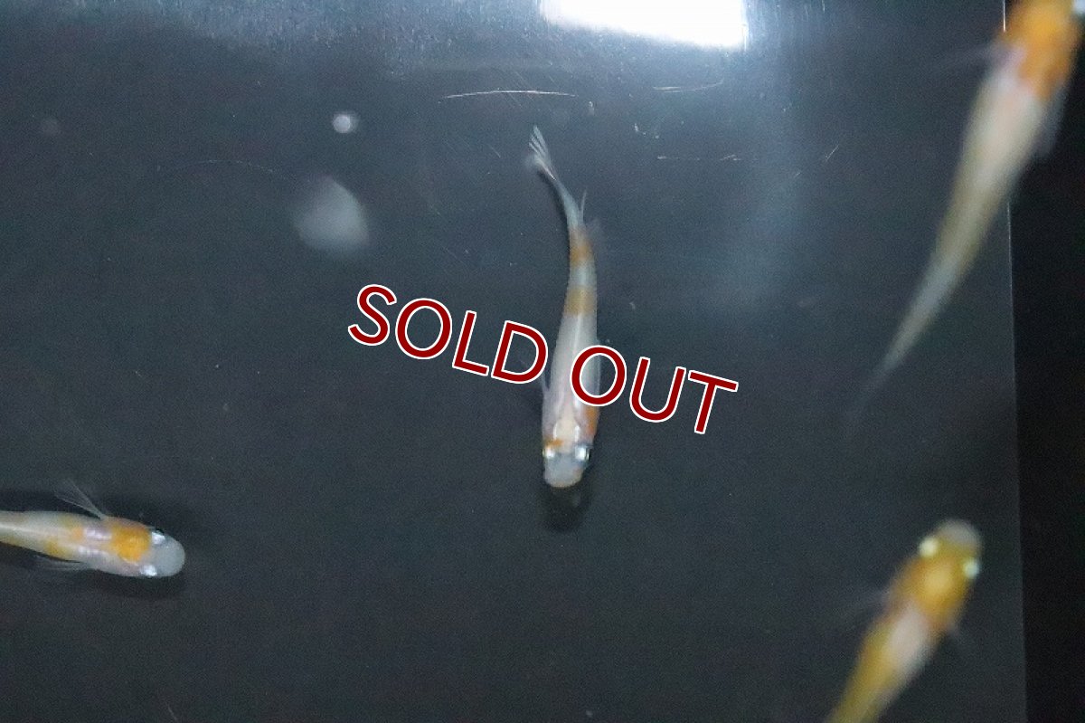 画像2: 【淡水魚】上物 雲州更紗メダカ【１匹 サンプル画像】(変わりめだか)(生体)(熱帯魚)NKKM (2)