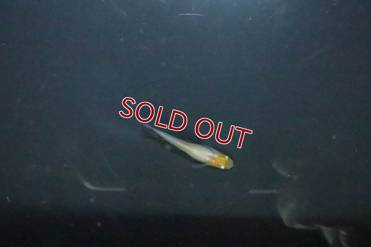 画像3: 【淡水魚】上物 雲州更紗メダカ【１匹 サンプル画像】(変わりめだか)(生体)(熱帯魚)NKKM (3)