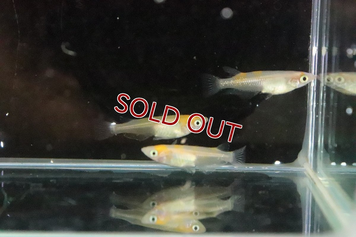 画像4: 【淡水魚】上物 雲州更紗メダカ【１匹 サンプル画像】(変わりめだか)(生体)(熱帯魚)NKKM (4)