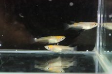 画像4: 【淡水魚】【通販】上物 雲州更紗メダカ【１匹 サンプル画像】(変わりめだか)(生体)(熱帯魚)NKKM (4)