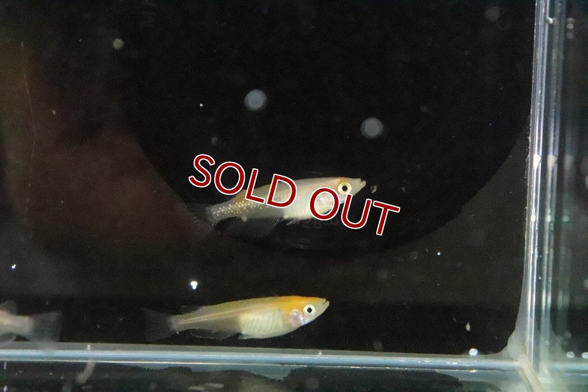 画像5: 【淡水魚】上物 雲州更紗メダカ【１匹 サンプル画像】(変わりめだか)(生体)(熱帯魚)NKKM (5)