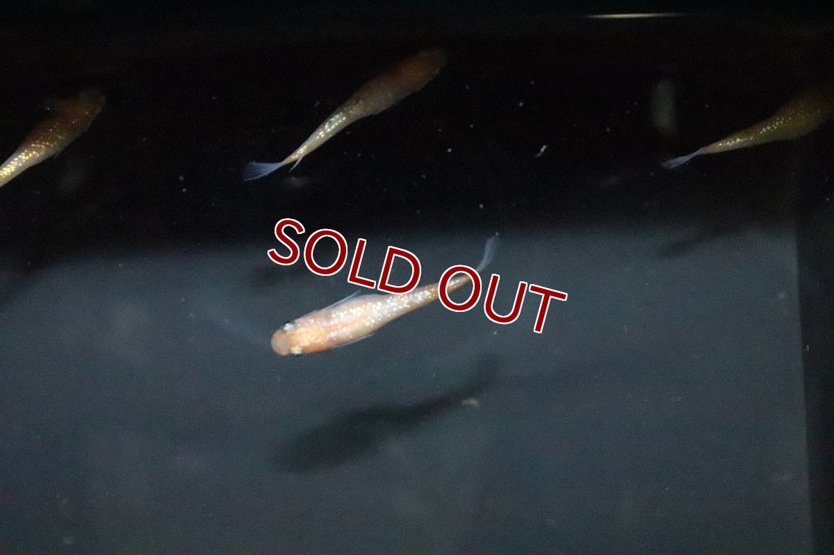 画像2: 【淡水魚】月神メダカ 石上氏ブリード【１匹 サンプル画像】(変わりめだか)(生体)(熱帯魚)NKKM (2)