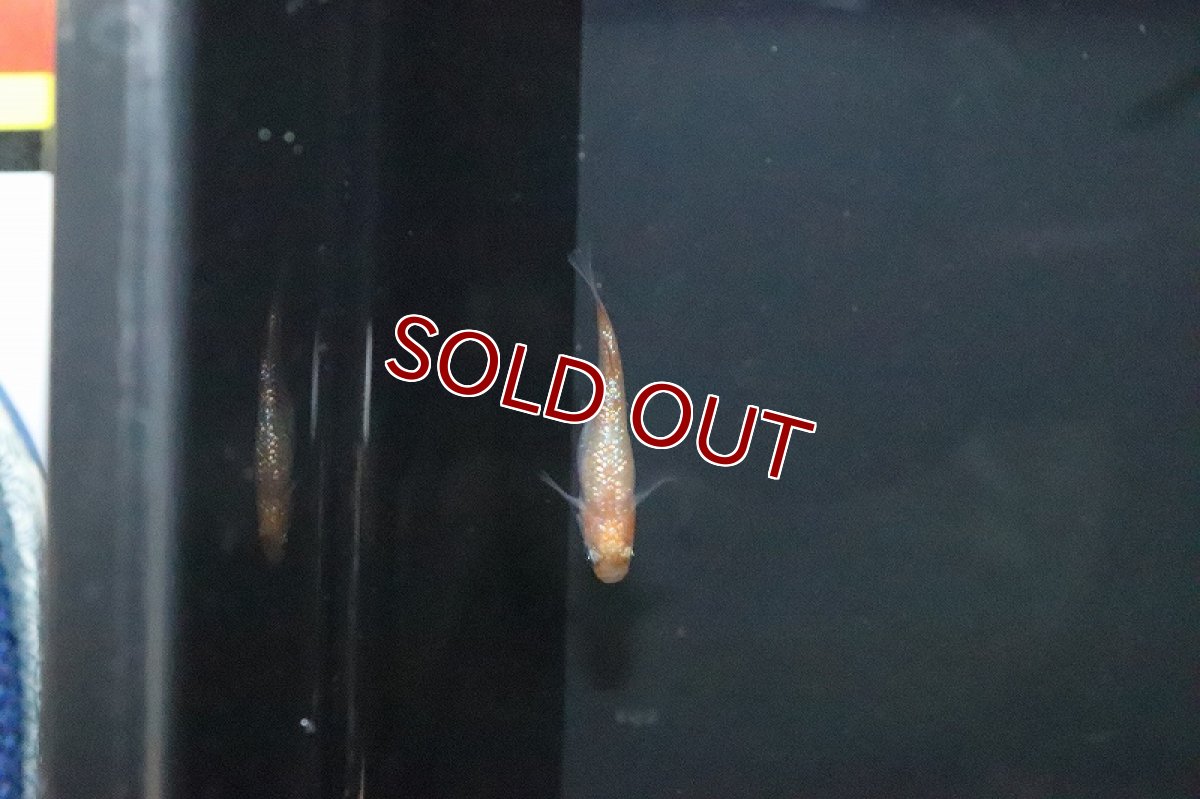 画像3: 【淡水魚】月神メダカ 石上氏ブリード【１匹 サンプル画像】(変わりめだか)(生体)(熱帯魚)NKKM (3)