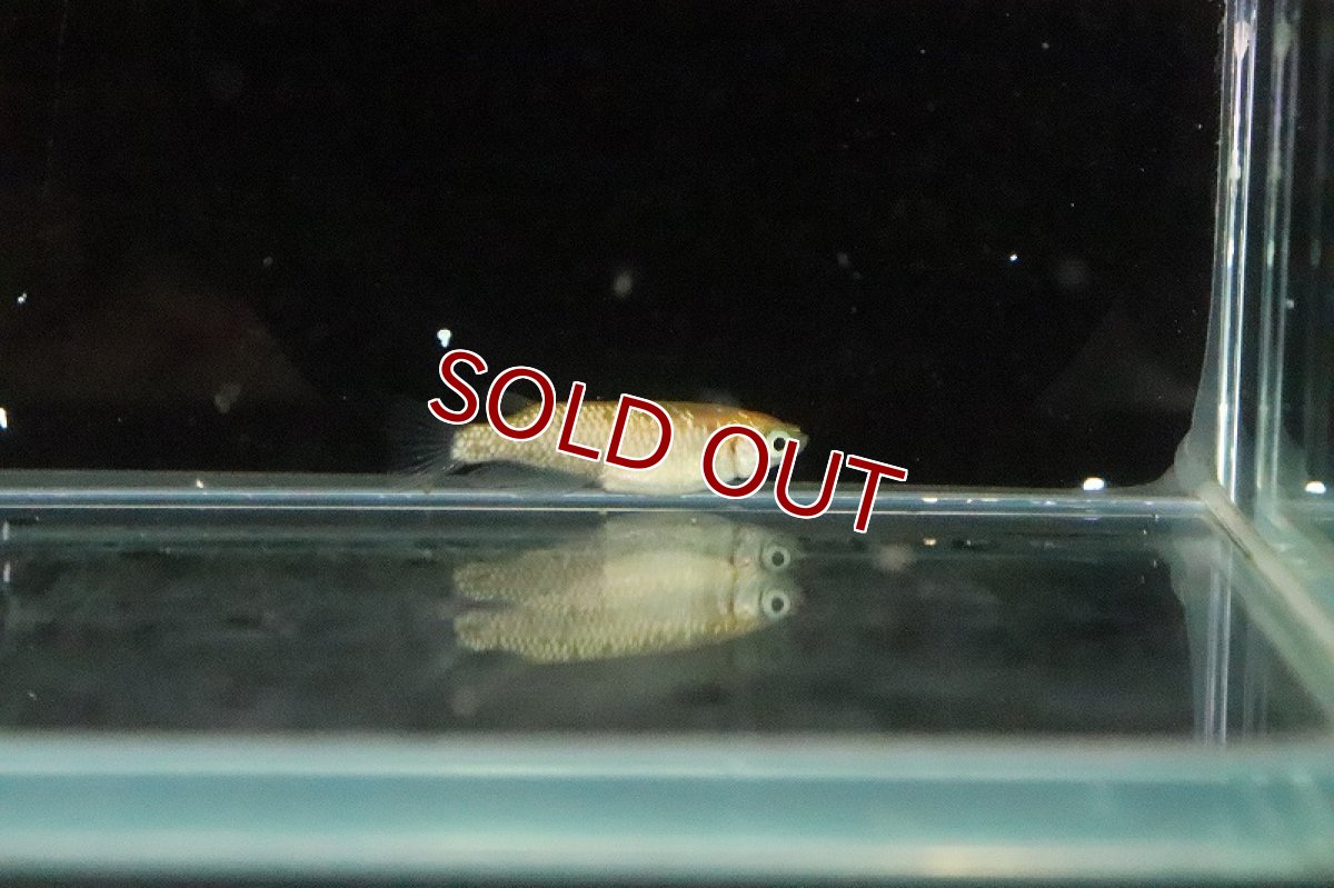 画像4: 【淡水魚】月神メダカ 石上氏ブリード【１匹 サンプル画像】(変わりめだか)(生体)(熱帯魚)NKKM (4)