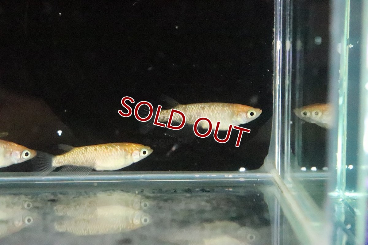 画像5: 【淡水魚】月神メダカ 石上氏ブリード【１匹 サンプル画像】(変わりめだか)(生体)(熱帯魚)NKKM (5)