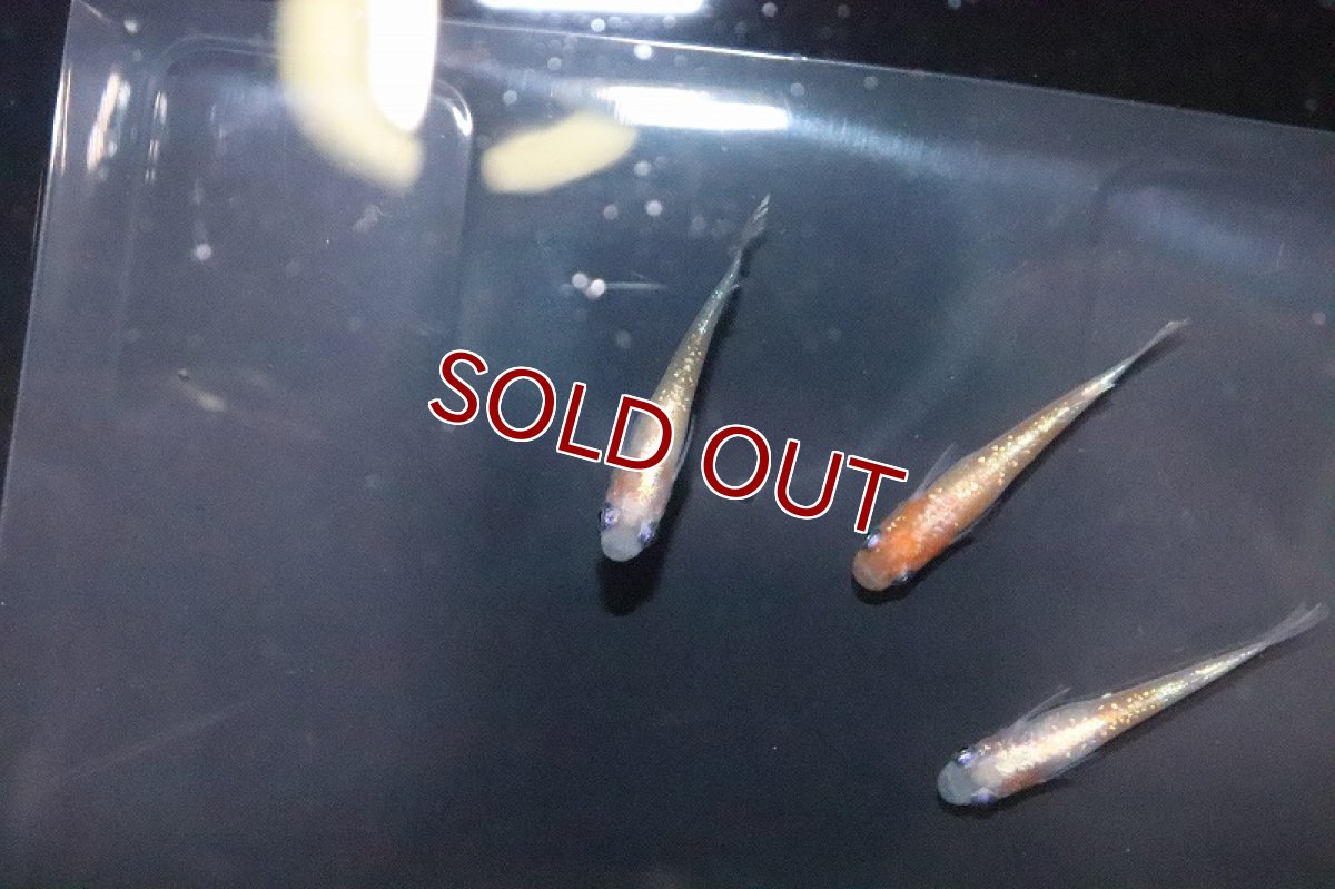 画像2: 【淡水魚】上物 紅白ラメ 体外光メダカ 【１匹 サンプル画像】(変わりめだか)(生体)(熱帯魚)NKKM (2)