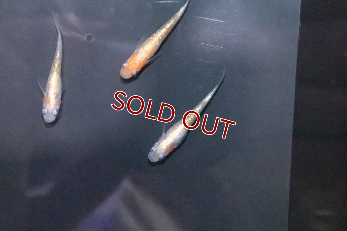 画像3: 【淡水魚】上物 紅白ラメ 体外光メダカ 【１匹 サンプル画像】(変わりめだか)(生体)(熱帯魚)NKKM (3)