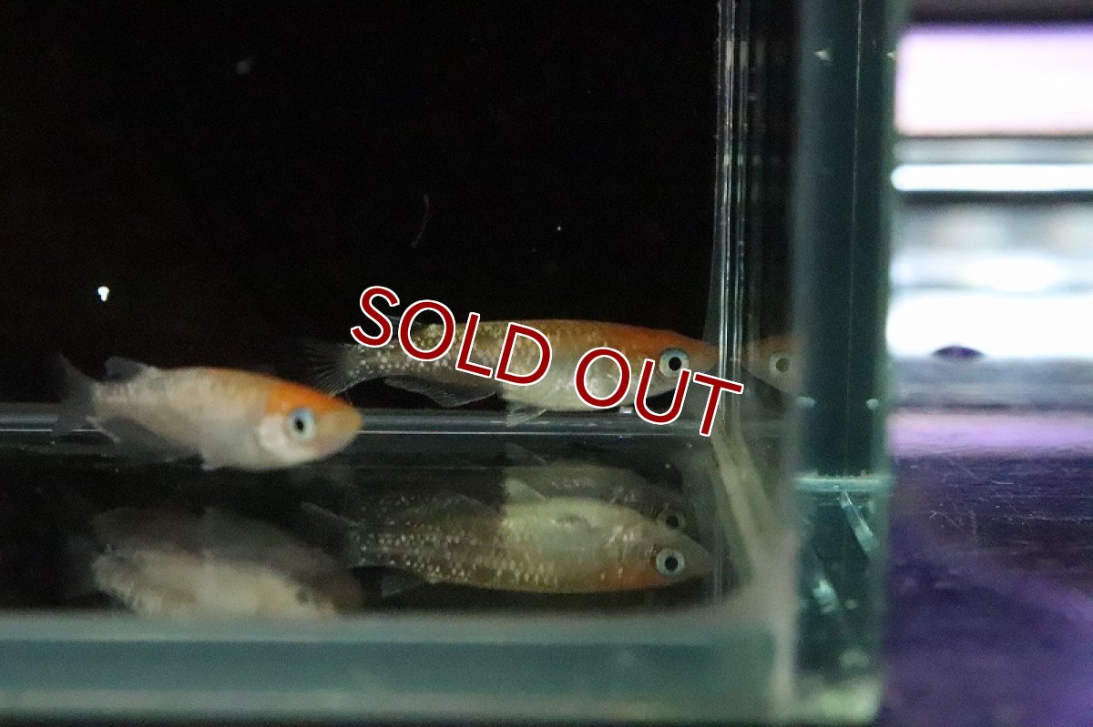画像4: 【淡水魚】上物 紅白ラメ 体外光メダカ 【１匹 サンプル画像】(変わりめだか)(生体)(熱帯魚)NKKM (4)