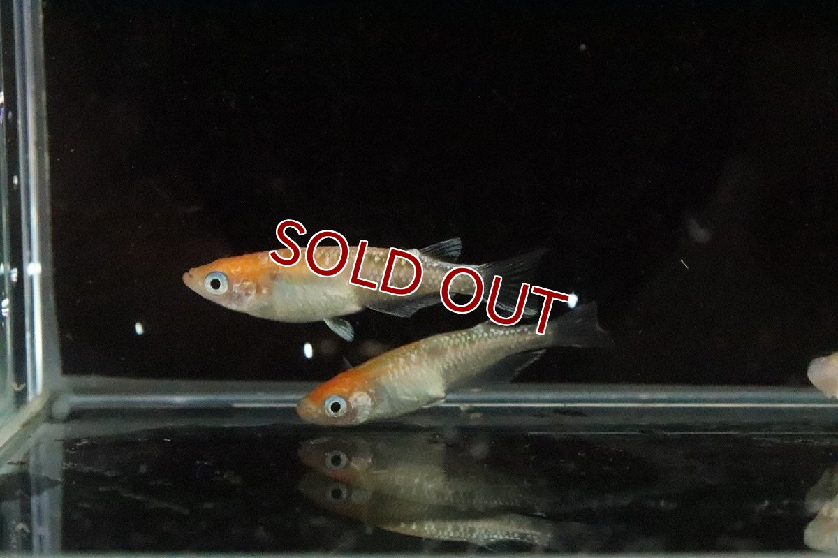 画像5: 【淡水魚】上物 紅白ラメ 体外光メダカ 【１匹 サンプル画像】(変わりめだか)(生体)(熱帯魚)NKKM (5)