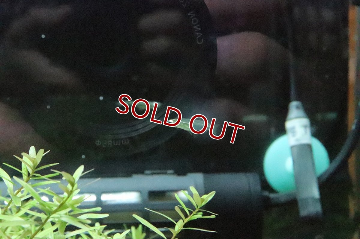 画像2: 【淡水魚】レア種 インドスレンダーランプアイ ワイルド【1匹】（コイ科）（生体）（淡水） (2)