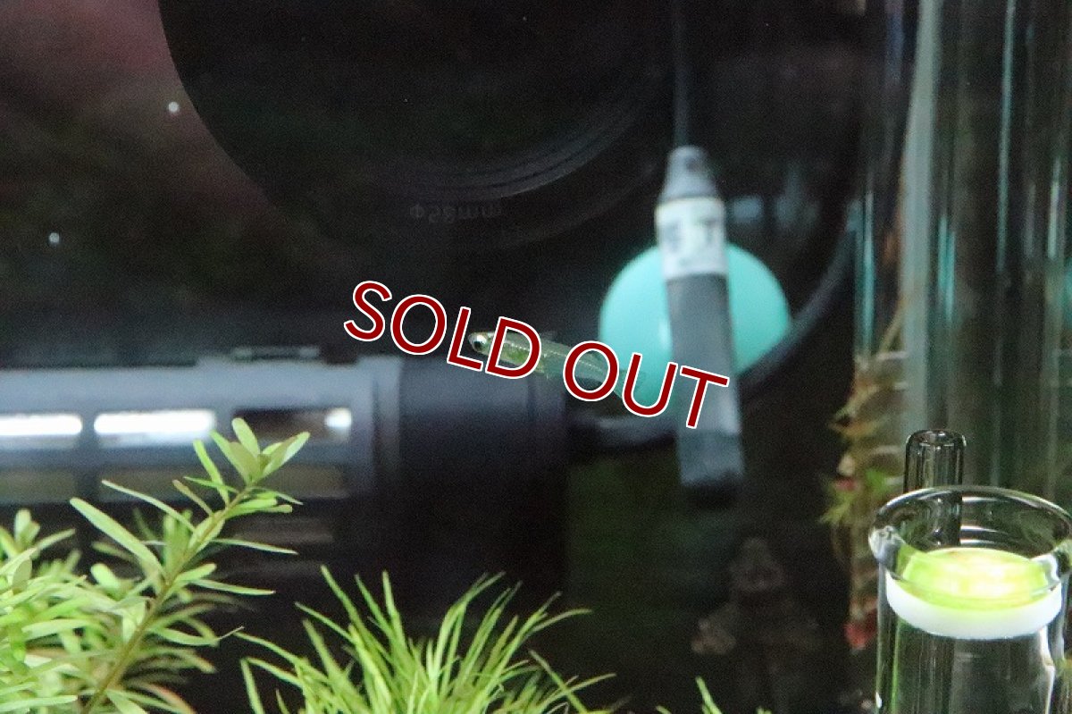 画像3: 【淡水魚】レア種 インドスレンダーランプアイ ワイルド【1匹】（コイ科）（生体）（淡水） (3)