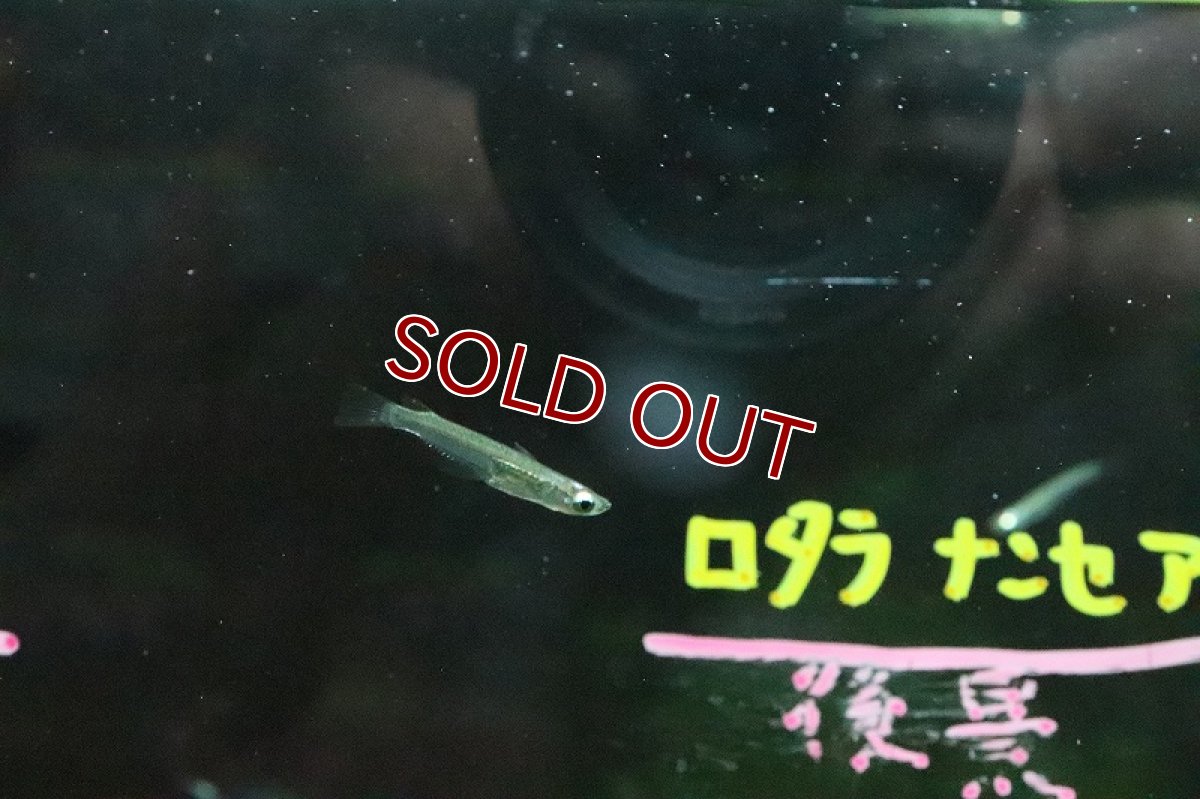 画像4: 【淡水魚】レア種 インドスレンダーランプアイ ワイルド【1匹】（コイ科）（生体）（淡水） (4)