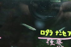 画像4: 【淡水魚】【通販】レア種 インドスレンダーランプアイ ワイルド【1匹】（コイ科）（生体）（淡水） (4)