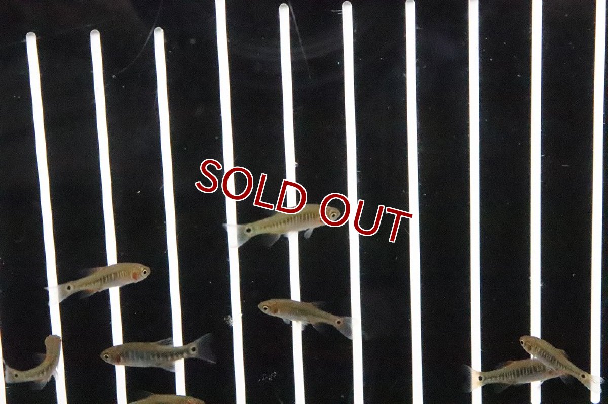 画像3: 【淡水魚】Lサイズ ミクロラスボラ エリスロミクロン【1匹 サンプル画像】（コイ科）（生体）（淡水）NKCK (3)