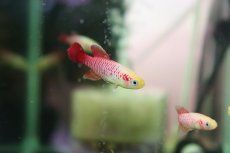 画像1: 【淡水魚】【通販】ノソブランキウス ギュンテリーゴールド【１匹】(メダカ科)(生体)(熱帯魚) (1)