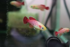 画像2: 【淡水魚】【通販】ノソブランキウス ギュンテリーゴールド【１匹】(メダカ科)(生体)(熱帯魚) (2)