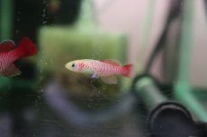 画像3: 【淡水魚】【通販】ノソブランキウス ギュンテリーゴールド【１匹】(メダカ科)(生体)(熱帯魚) (3)