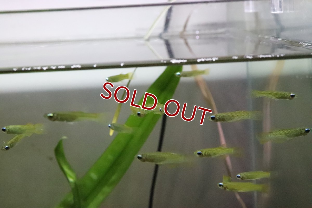 画像2: 【淡水魚】レア種 ゴールデンアフリカンランプアイ【個体販売】(メダカ科)(生体)(熱帯魚) (2)