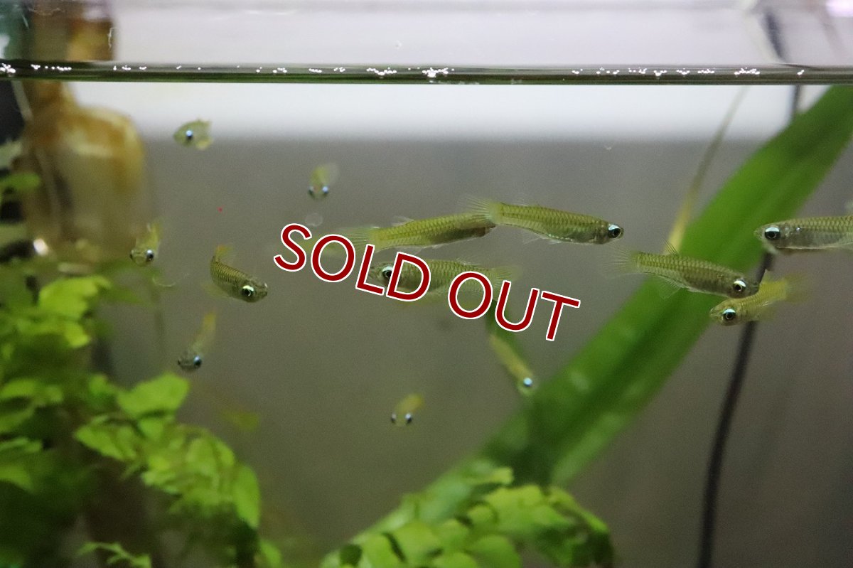 画像3: 【淡水魚】レア種 ゴールデンアフリカンランプアイ【個体販売】(メダカ科)(生体)(熱帯魚) (3)