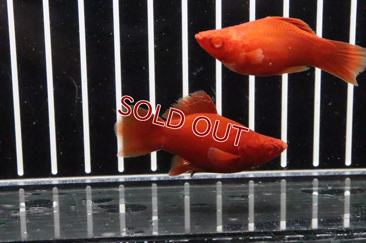 画像2: 【淡水魚】超大特価 XLサイズ バルーン ハイフィンルビーアイタンジェリンーソード【１匹】(小型魚)(生体)(熱帯魚)ＮＫ (2)