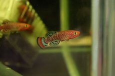 画像1: 【淡水魚】【通販】ノソブランキウス ラコビー ベイラ【1ペア サンプル画像】(卵生メダカ)（生体）(熱帯魚)ＮＫ (1)