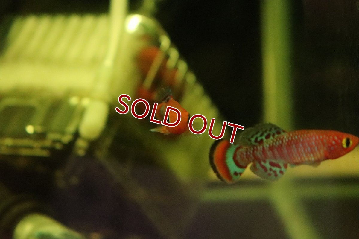 画像2: 【淡水魚】ノソブランキウス ラコビー ベイラ【1ペア サンプル画像】(卵生メダカ)（生体）(熱帯魚)ＮＫ (2)