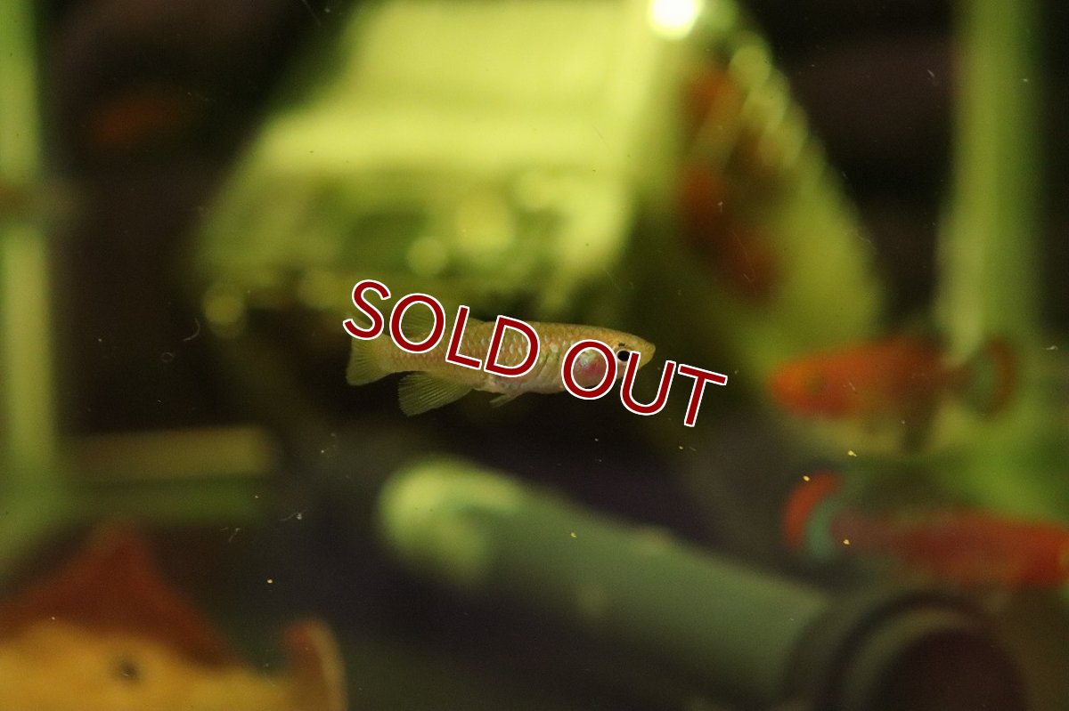 画像4: 【淡水魚】ノソブランキウス ラコビー ベイラ【1ペア サンプル画像】(卵生メダカ)（生体）(熱帯魚)ＮＫ (4)