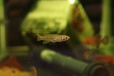 画像4: 【淡水魚】【通販】ノソブランキウス ラコビー ベイラ【1ペア サンプル画像】(卵生メダカ)（生体）(熱帯魚)ＮＫ (4)