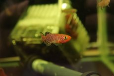 画像5: 【淡水魚】【通販】ノソブランキウス ラコビー ベイラ【1ペア サンプル画像】(卵生メダカ)（生体）(熱帯魚)ＮＫ (5)