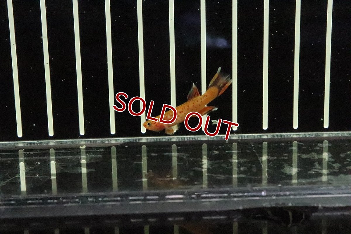 画像2: 【淡水魚】アフィオセミオン オーストレリゴールド【1ペア サンプル画像販売】(卵生メダカ)（生体）（熱帯魚）NK (2)