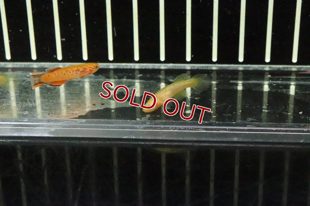 画像3: 【淡水魚】アフィオセミオン オーストレリゴールド【1ペア サンプル画像販売】(卵生メダカ)（生体）（熱帯魚）NK (3)