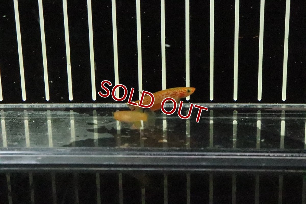 画像4: 【淡水魚】アフィオセミオン オーストレリゴールド【1ペア サンプル画像販売】(卵生メダカ)（生体）（熱帯魚）NK (4)