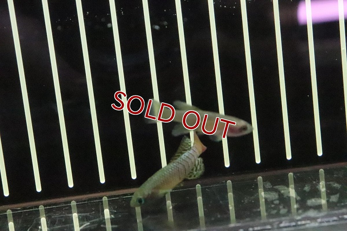 画像2: 【淡水魚】ノソブランキウス パルムクイスティ【1ペア サンプル画像販売】(卵生メダカ)（生体）（熱帯魚）NK (2)