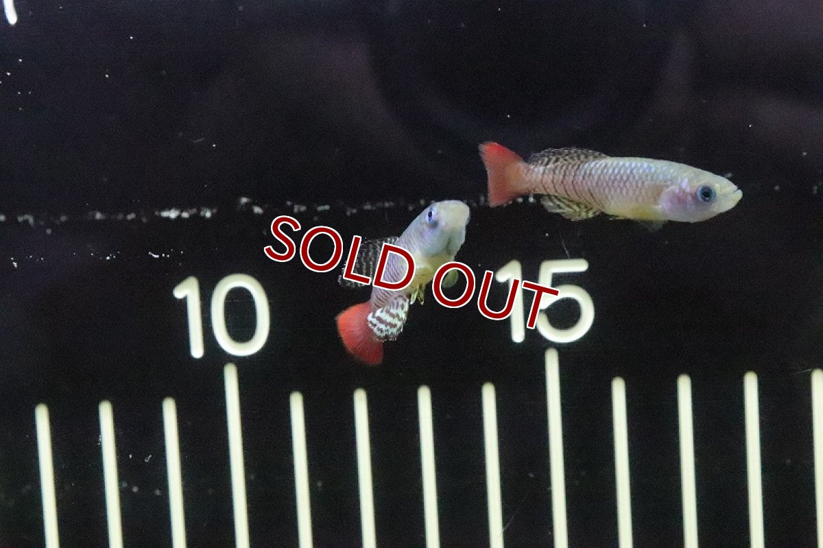 画像3: 【淡水魚】ノソブランキウス パルムクイスティ【1ペア サンプル画像販売】(卵生メダカ)（生体）（熱帯魚）NK (3)