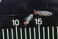 画像3: 【淡水魚】【通販】ノソブランキウス パルムクイスティ【1ペア サンプル画像販売】(卵生メダカ)（生体）（熱帯魚）NK (3)
