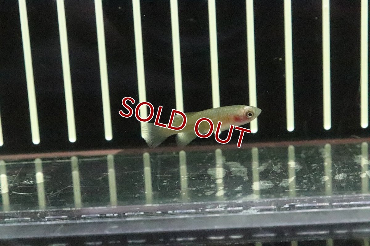 画像4: 【淡水魚】ノソブランキウス パルムクイスティ【1ペア サンプル画像販売】(卵生メダカ)（生体）（熱帯魚）NK (4)