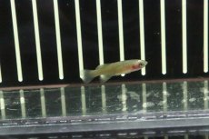 画像4: 【淡水魚】【通販】ノソブランキウス パルムクイスティ【1ペア サンプル画像販売】(卵生メダカ)（生体）（熱帯魚）NK (4)