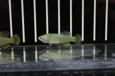 画像1: 【淡水魚】【通販】ノソブランキウス ハッソーニ BUKEYA【1ペア サンプル画像販売】(卵生メダカ)（生体）（熱帯魚）NK (1)