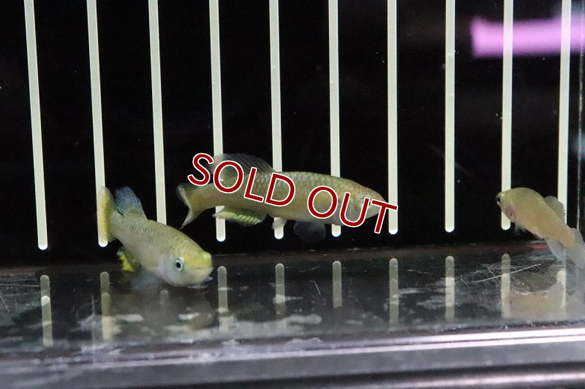 画像2: 【淡水魚】ノソブランキウス ハッソーニ BUKEYA【1ペア サンプル画像販売】(卵生メダカ)（生体）（熱帯魚）NK (2)