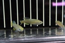 画像2: 【淡水魚】【通販】ノソブランキウス ハッソーニ BUKEYA【1ペア サンプル画像販売】(卵生メダカ)（生体）（熱帯魚）NK (2)