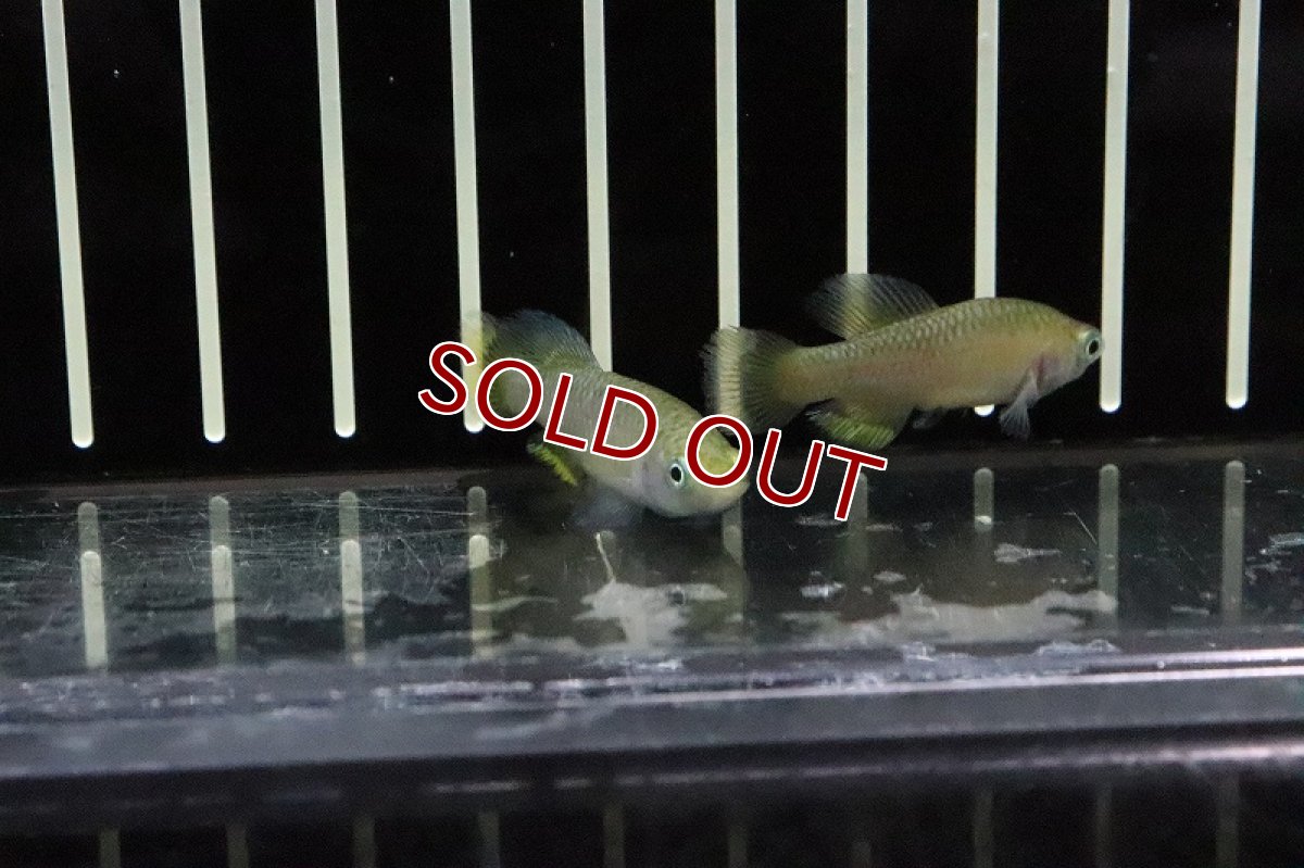 画像3: 【淡水魚】ノソブランキウス ハッソーニ BUKEYA【1ペア サンプル画像販売】(卵生メダカ)（生体）（熱帯魚）NK (3)